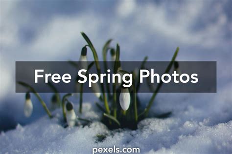 411 Colorful Spring Images · Pexels · Free Stock Photos