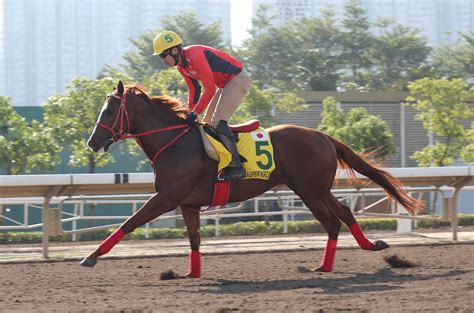 浪琴香港國際賽事週二晨操圖輯 賽馬新聞 香港賽馬會