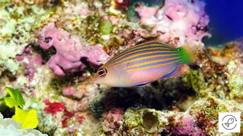 3 Obvious Reasons Why Six Line Wrasses Are Reef Safe