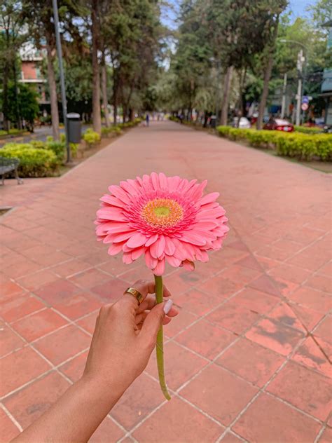 María José on Twitter Oswaldo sabe que una de mis flores favoritas