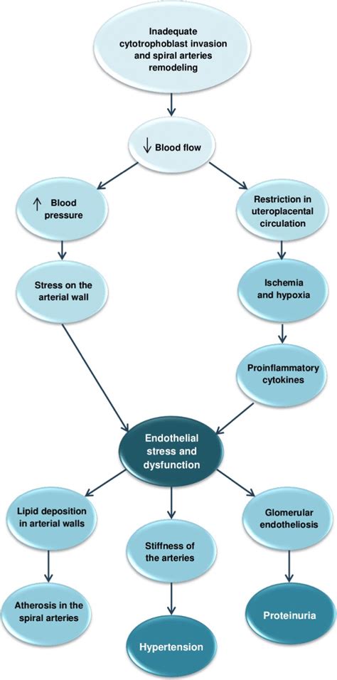 Common Pathogenic Pathways For Preeclampsia And Preeclampsia Related