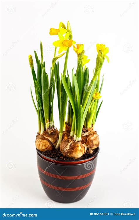 Daffodils In A Flower Pot Stock Image Image Of Narcissus 86161501