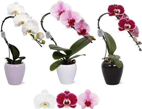 Powers To Flowers Orchidea Phalaenopsis Tris In Vaso Ceramica Vaso