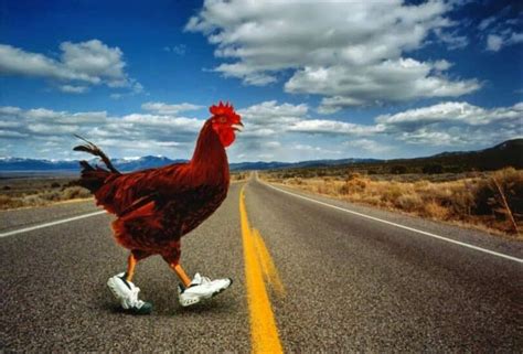 40 Funny Jokes About Why Did The Chicken Cross The Road — Citimuzik