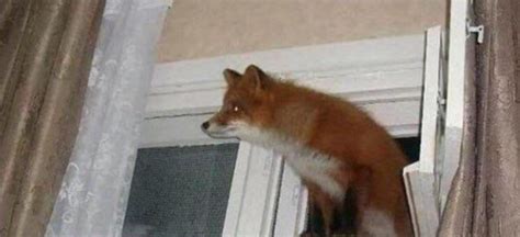 Suspicious Fox Is Suspicious Raww