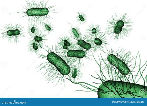 E Coli Bacteria Cells D Illustration Stock Illustration Illustration