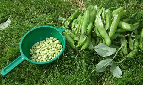 How To Grow Beans The Ultimate Guide Epic Gardening