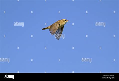 Sedge Warbler Acrocephalus Schoenobaenus Adult In Song Flight