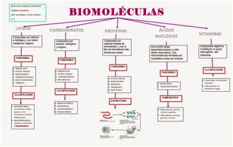 Biomoléculas Características y tipos Cuadros Comparativos Cuadro