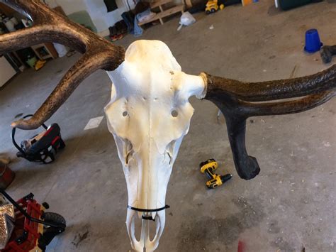 Club-Antlered Bull Elk Skull