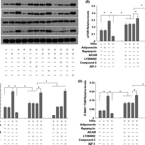 The Analysis Of The Cell Cycle Vascular Smooth Muscle Cells Vsmcs