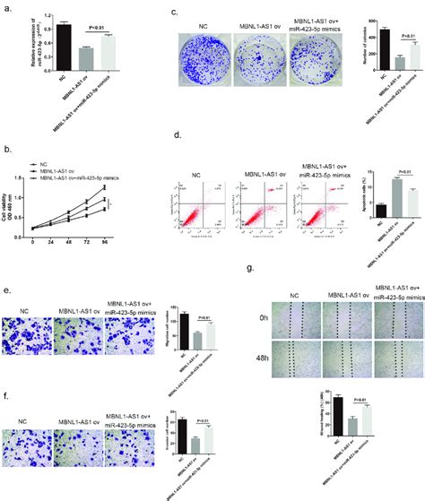 MiR 423 5p Reversed The Inhibitory Effect Of MBNL1 AS1 On MCF 7 Cell