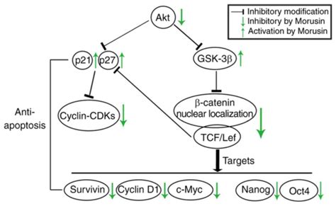 Morusin Inhibits The Growth Of Human Colorectal Cancer Hct116‑derived Sphere‑forming Cells Via