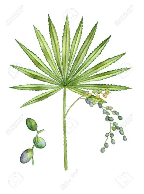 Saw palmetto facts and health benefits