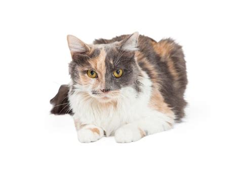 Beautiful Calico Cat Laying Stock Photo Image Of Shot Space 49196630