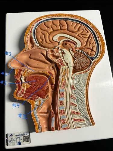 Terms To Be Identified On The Human Sagittal Head Model Flashcards