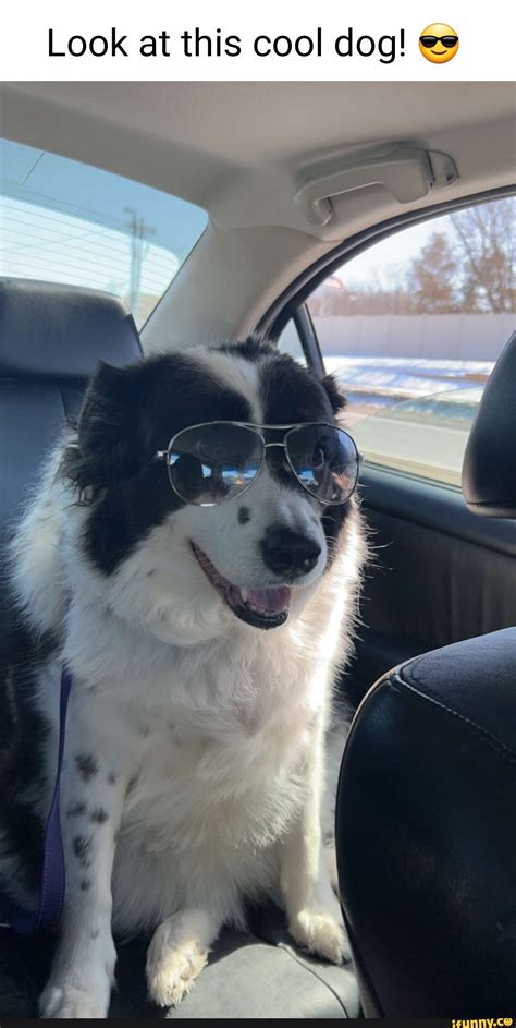 Cool Dog With Sunglasses Meme