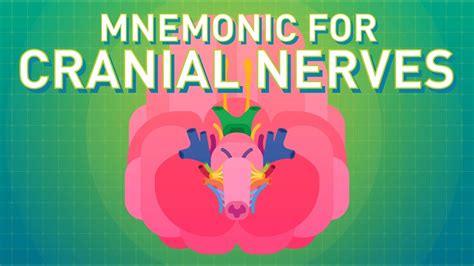 How to Remember the Cranial Nerves (Mnemonic) - EASIEST WAY!