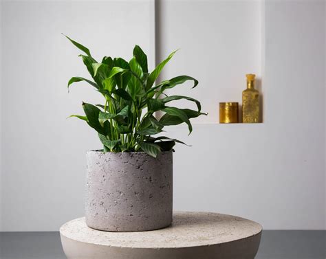 Concrete Mid Century Planter Handpressed Collection Eliteearth