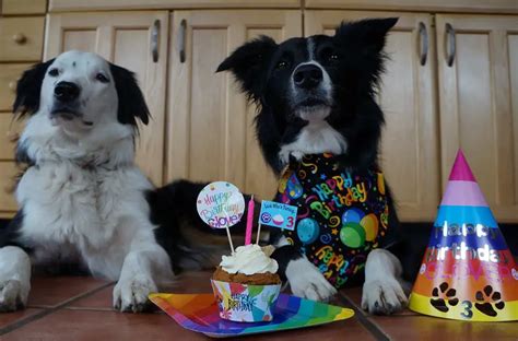 Dog Birthday Party Clover's Big 03 | Champion of My Heart