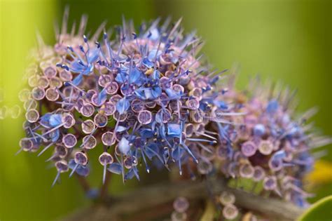 Ironwood tree and flowers stock photo. Image of outdoor - 4553294