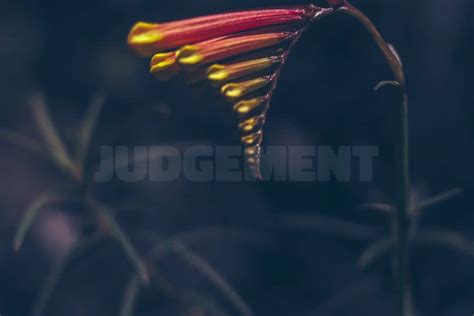 40 Powerful Bible Verses About Judgement - Jesus In The Every Day