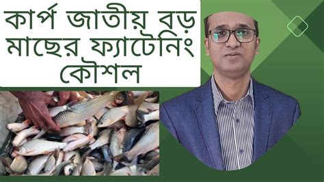 কার্প জাতীয় বড় মাছের ফ্যাটেনিং কৌশল Carp Fattening Technique Youtube