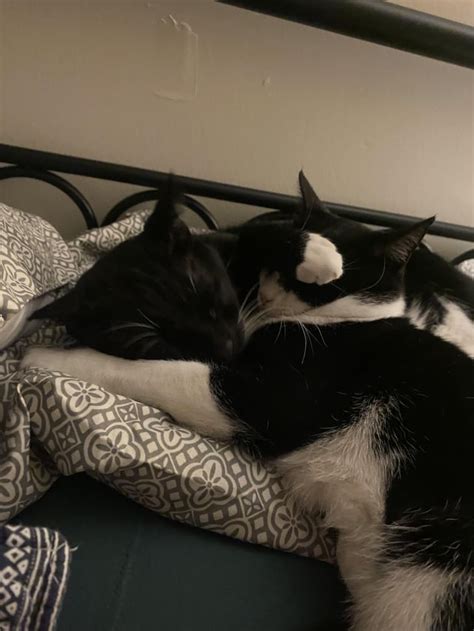 My Cats Had Prayer Service Together This Evening Lol Rcats