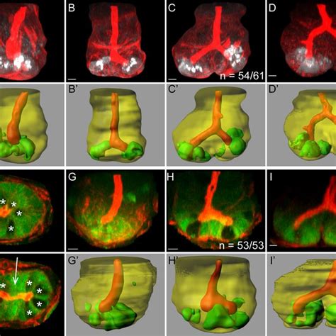 Pdf Paneth Cell Rich Regions Separated By A Cluster Of Lgr Cells