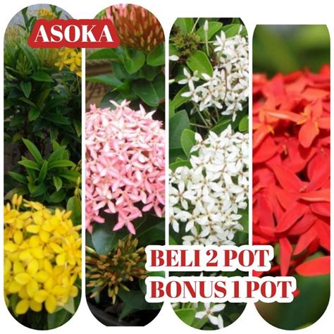 Jual Bunga Asoka Daun Besar Shopee Indonesia