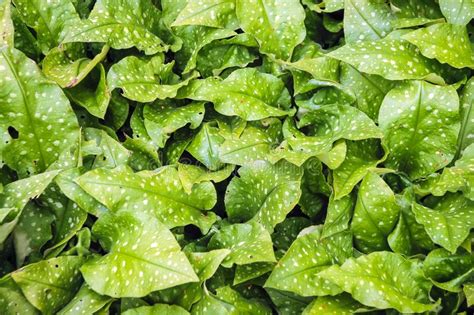 Suffolk Lungwort Pulmonaria Obscura Stock Photo - Image of pink, plant ...