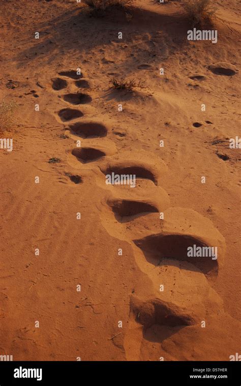 Footprints in Desert Sand Stock Photo - Alamy