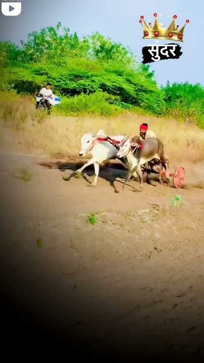 नाद एकच बैलगाडा शर्यतfarmer Bailgada Bailgadasharyat Bailgadapremi ️ ️ ️🤩🏇🔥🔥🔥 Youtube