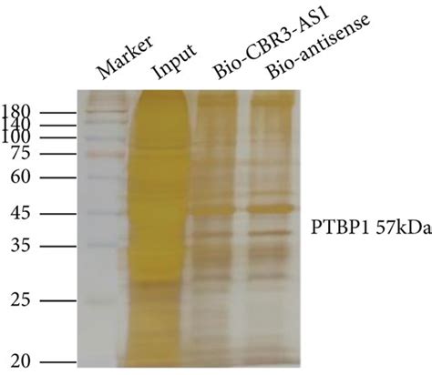 Cbr As Interacts With Ptbp To Stabilize Setd Mrna A Rna Pulldown