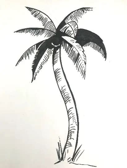 How To Draw A Palm Tree Improve Drawing