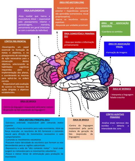 O C Rtex Cerebral Pode Ser Dividido Em Diversas Reas Fun Es E