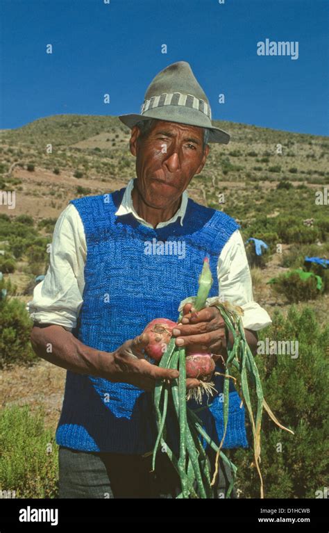 Native Aymara Man Farmer With Vegetables Altiplano Andes Bolivia Stock