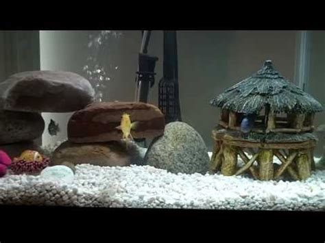 Gallon Mbuna Cichlid Tank Feeding Time Youtube