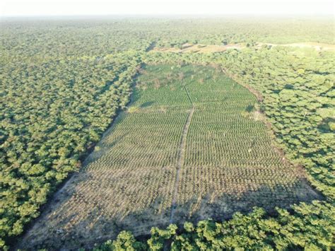 Cerca de 200 mil pés de maconha são destruídos durante operação da PM