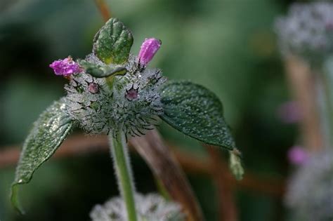 Urtiga Flores Folhas Gotas De Foto Gratuita No Pixabay Pixabay