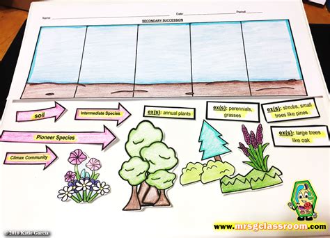 Ecological Succession Primary And Secondary Mrs Gs Classroom