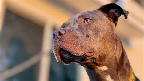 Perro pitbull ataca a adolescente y a niña de 6 años las deja con