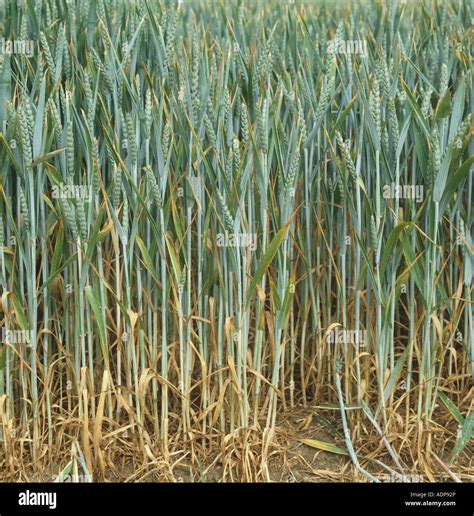 Drought Stressed Wheat Crop Synescing Prematurely During A Dry Hot