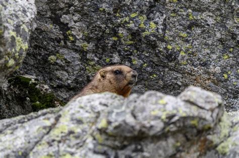 Images de Marmotte Mignonne Téléchargement gratuit sur Freepik