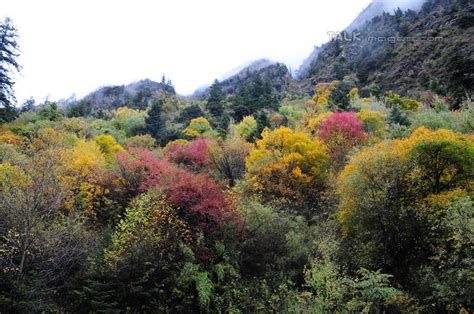 无人横图室外白天正面旅游度假草地草坪美景秋季山山脉树林植物雾叶子中国亚洲朦胧模糊景观山峰山峦