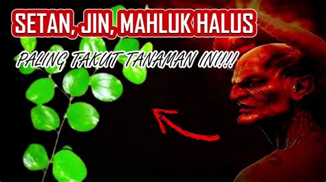 POHON PENANGKAL SANTET ILMU HITAM SETAN DAN JIN YouTube