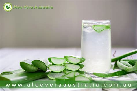 The Power Of Aloe Vera Juice Micropulp A Nutrient Rich Plant Aloe