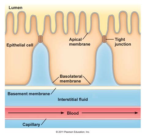 Basement Membrane Definition Anatomy Anatomy Book