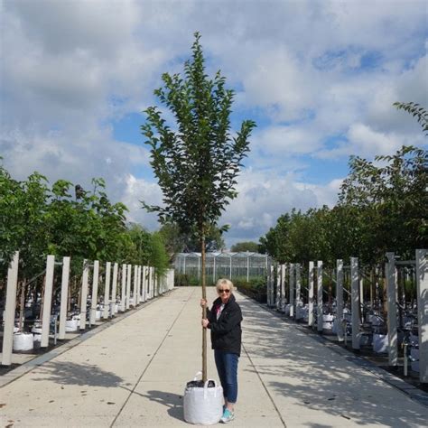 Prunus Snow Goose Upright Flowering Cherry Blossom Trees