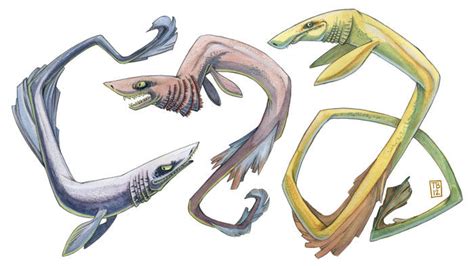 Frilled Shark By Timbeard On Deviantart